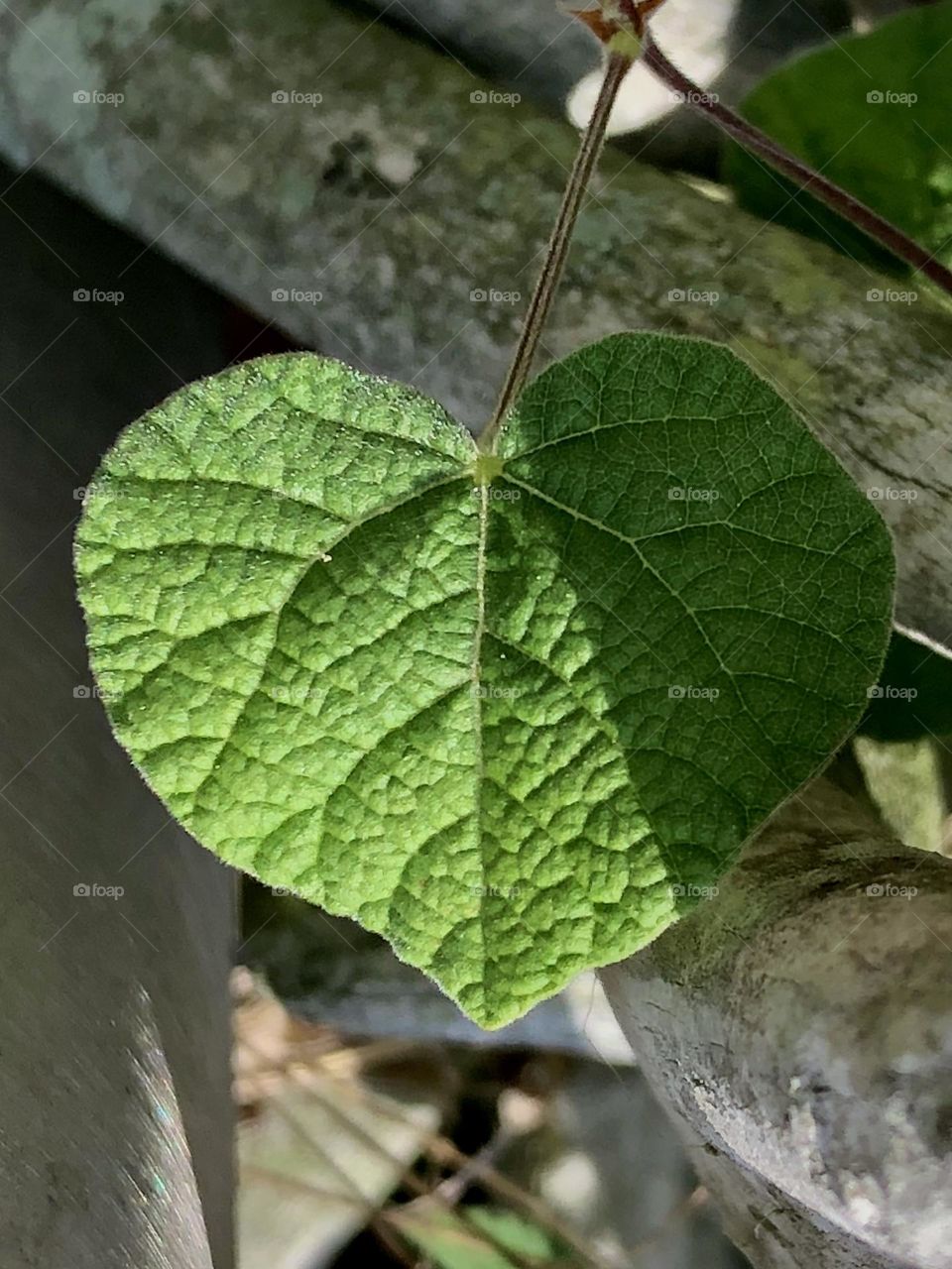 Found this one heart-shaped grape leaf growing alone near an old deer antler! 💚