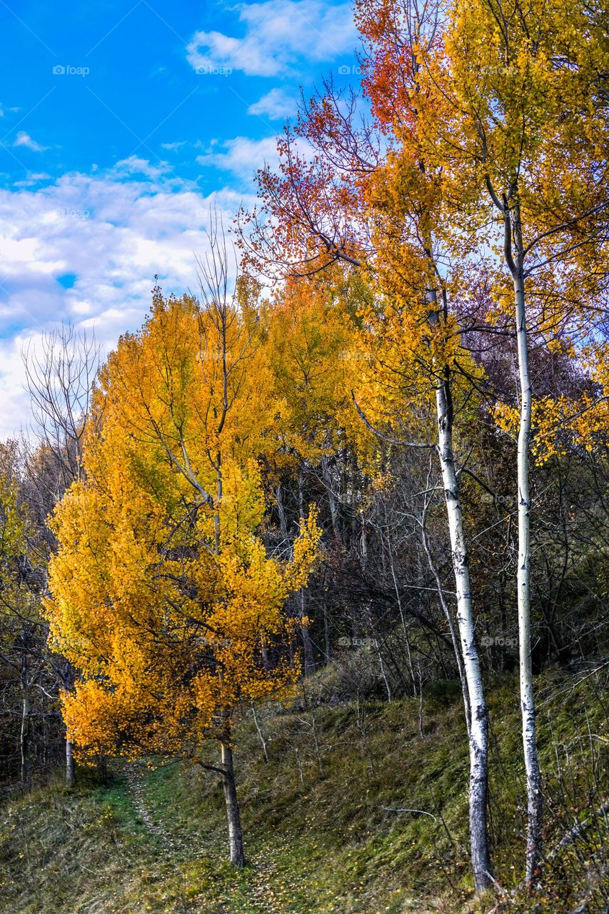 Changing seasons bring a new leaf