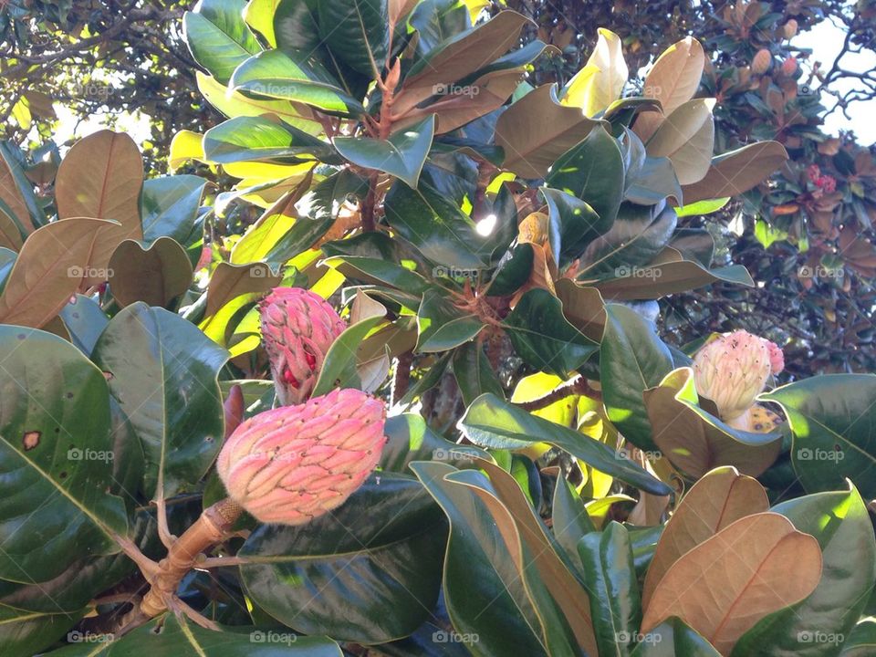 Magnolia buds