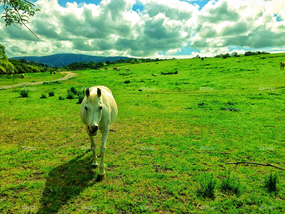 White mare horse in a brilliant green California pasture with stunning