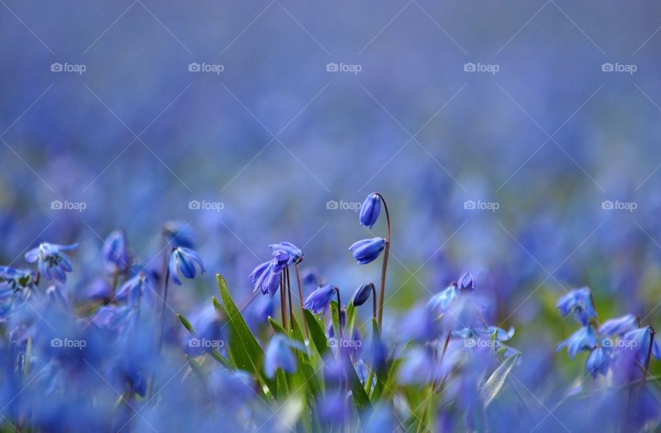 Flower, Nature, Hayfield, Grass, Field