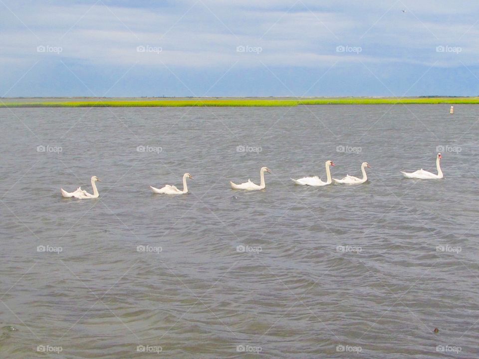 Swans, wildlife, birds, ocean , bay, sky, morning 