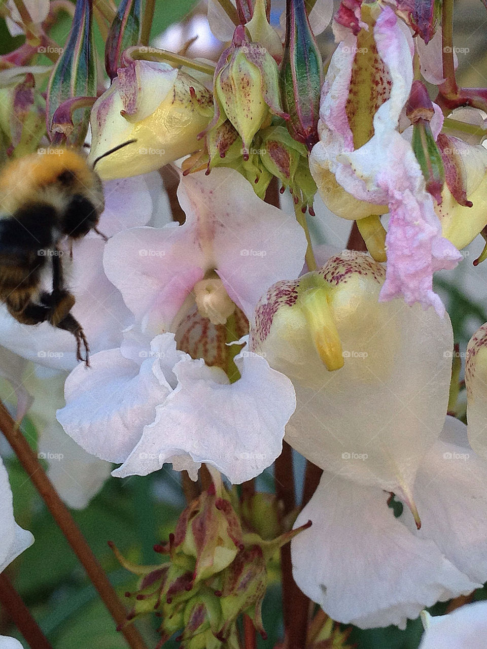 sweden garden flower insect by elluca