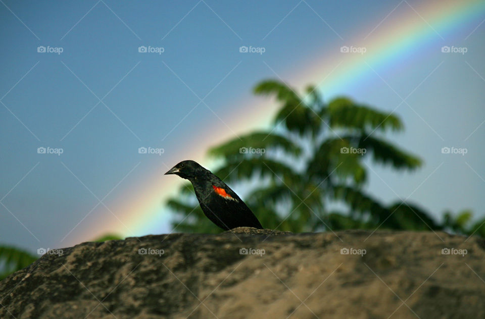 Red-Winged Blackbird Rainbow