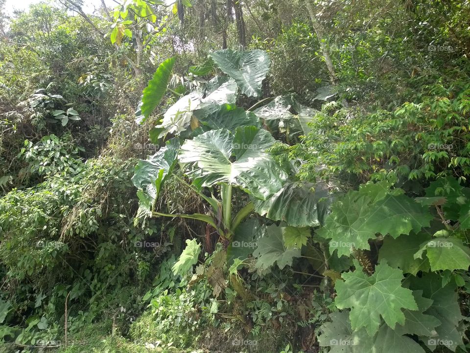 naturaleza tropical.😎😎😎