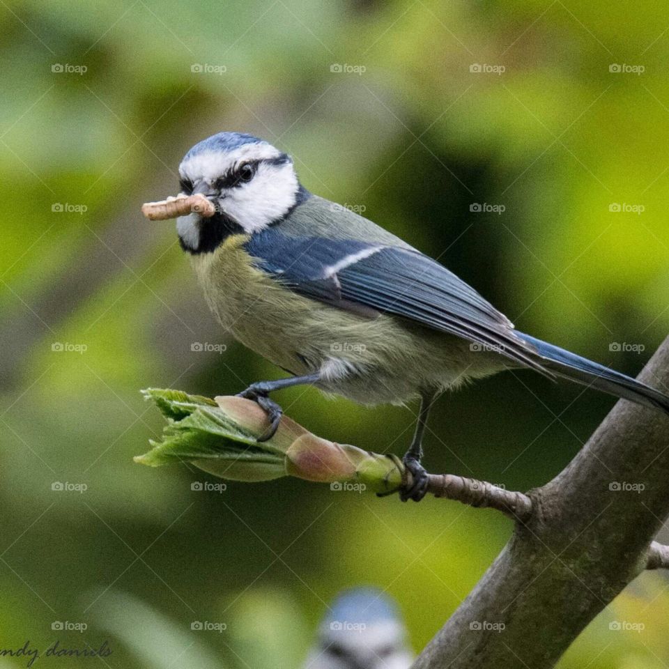 Blue tit with his dinner