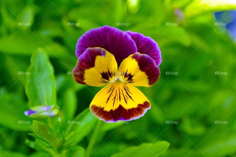 Charme pansy 