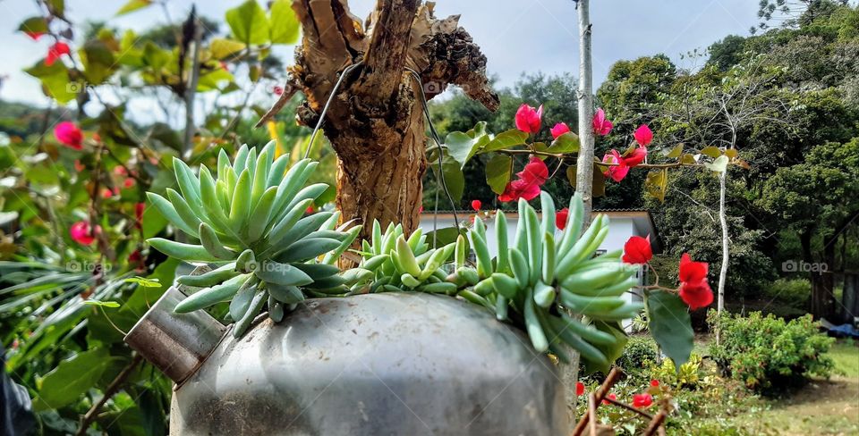 Suspirou a chaleira: chega de chiadeira! Agora tomo conta das graciosas suculentas!