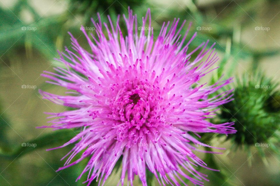 thistle