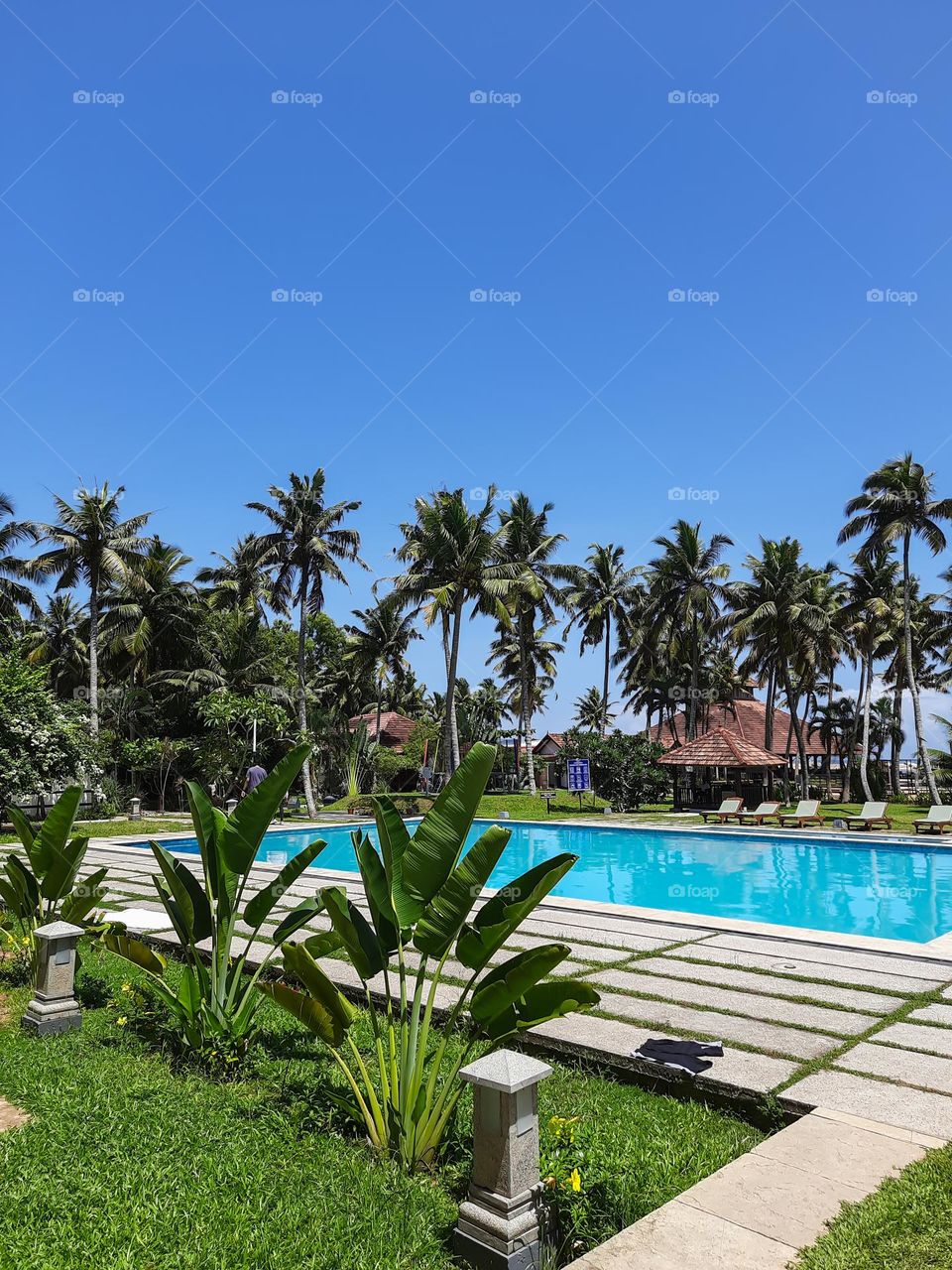 coconut trees in a row