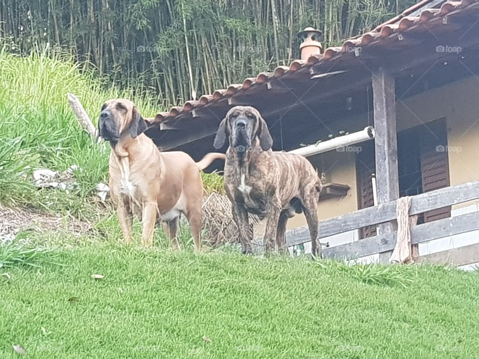 cão Fila Brasileiro, cão de guarda