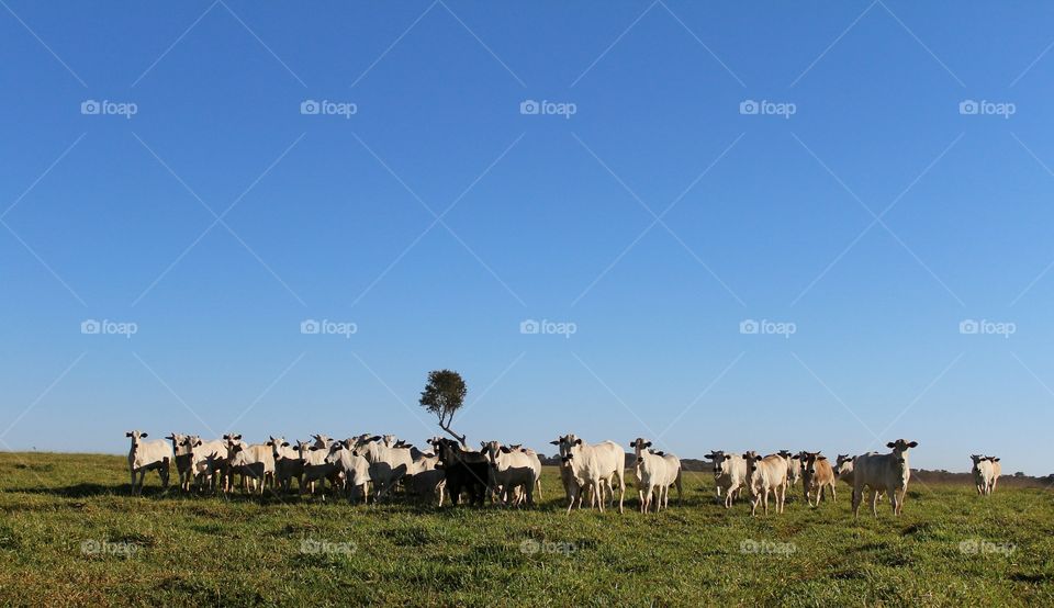 Cattle breeding