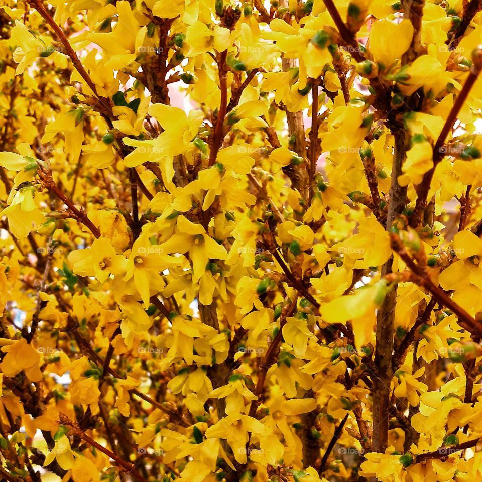 Yellow flowers of shrubs