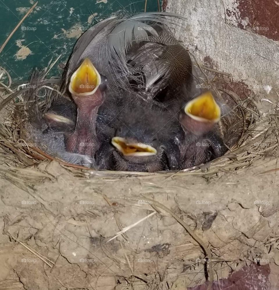 little baby birds were born this morning!
