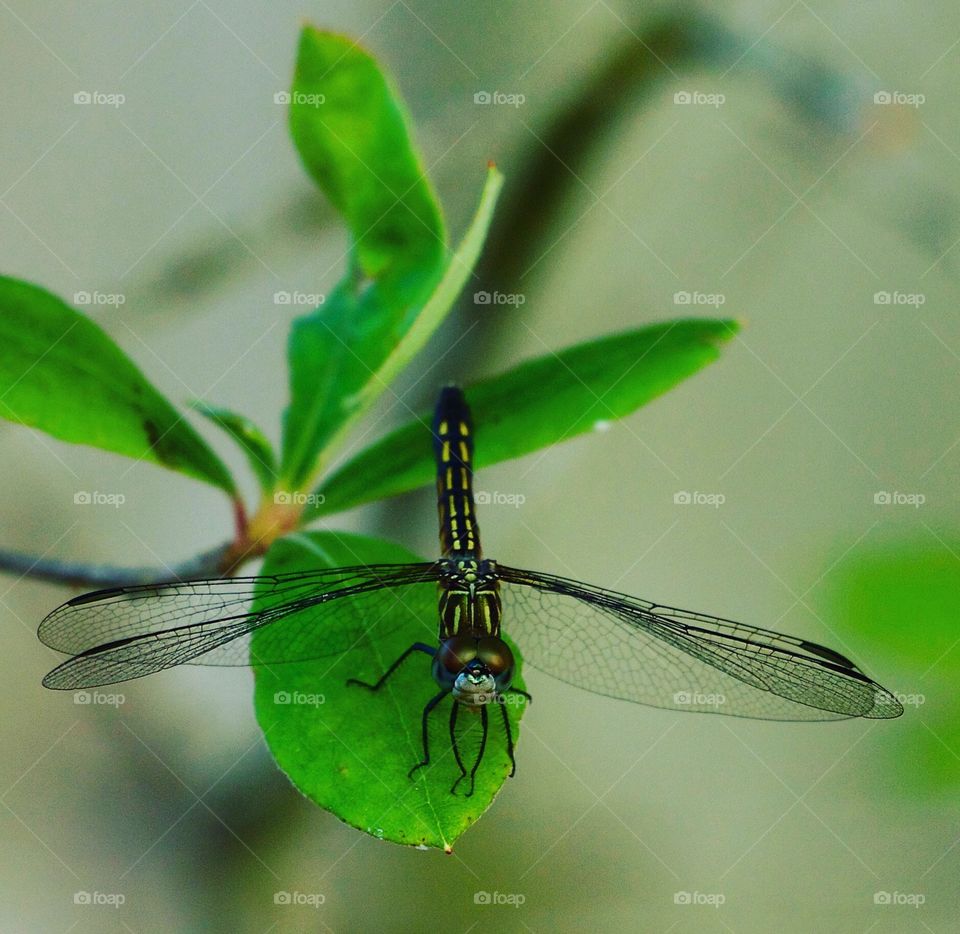 Close-up of a dragonfly on leaf