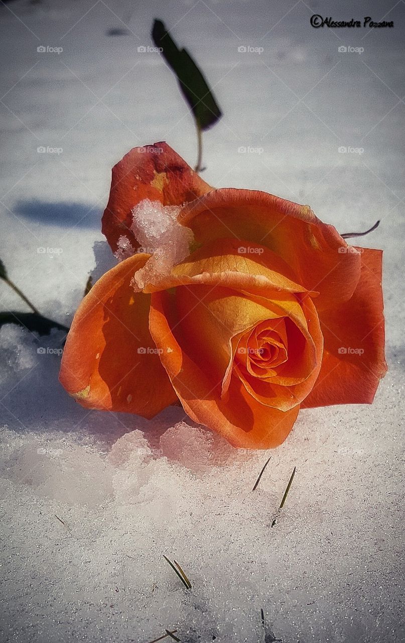 rosa snow nature