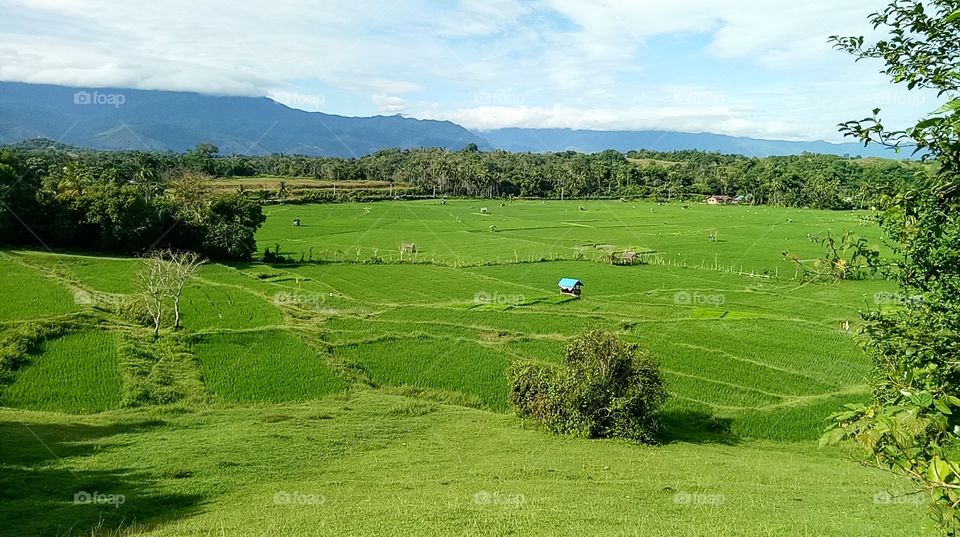 green ricefields in the countryside