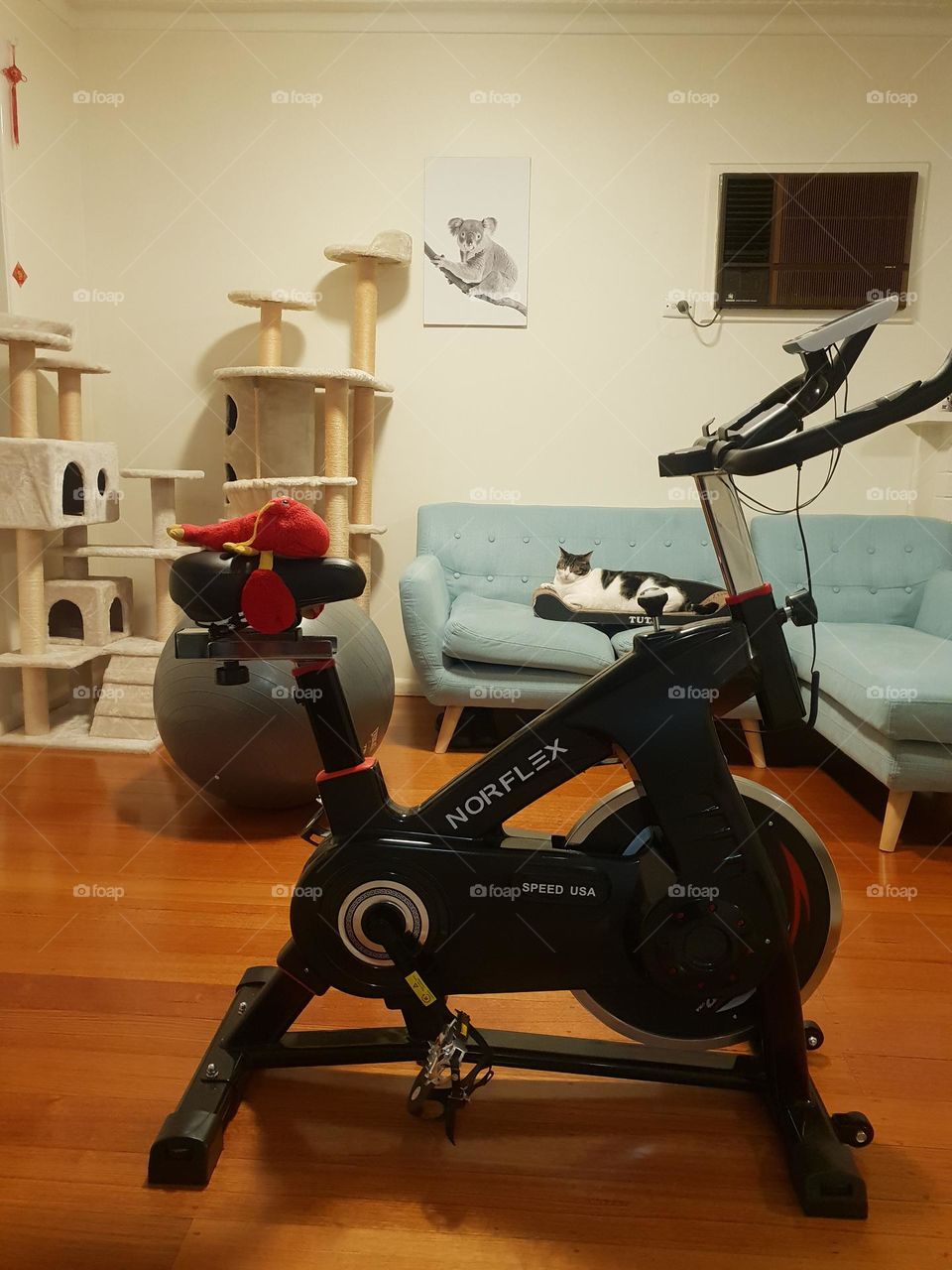 Biking Lobster, Coach Cat