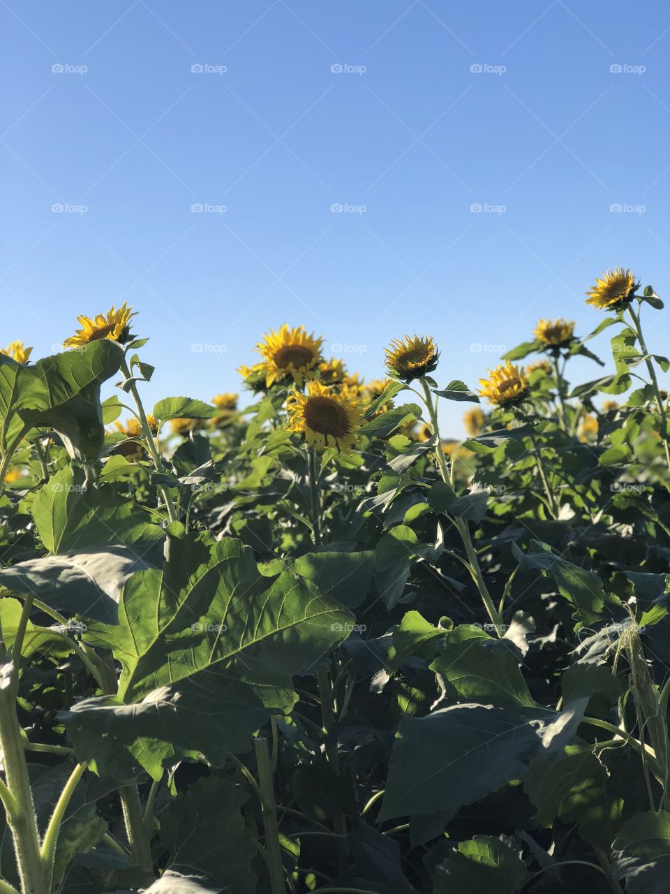 Sunflowers, large green leaves and a cloudless blue sky