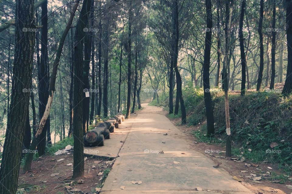 Walking track in the park