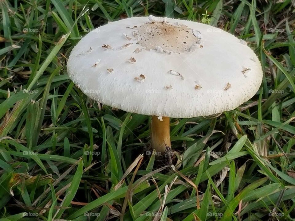 Mushroom in the grass
