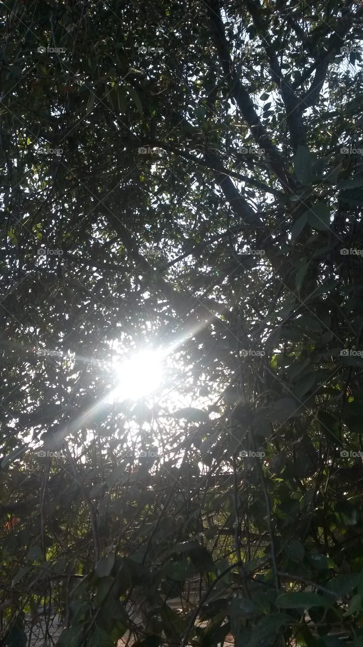 sun under tree