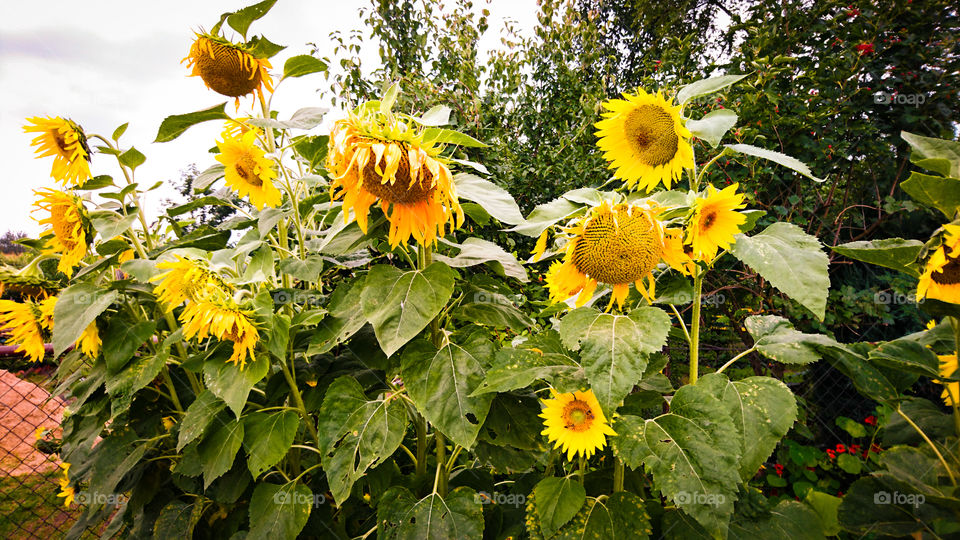 sunflowers