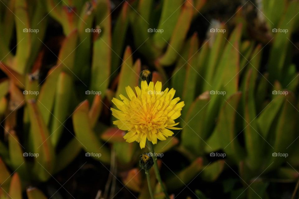 Flower in the sun