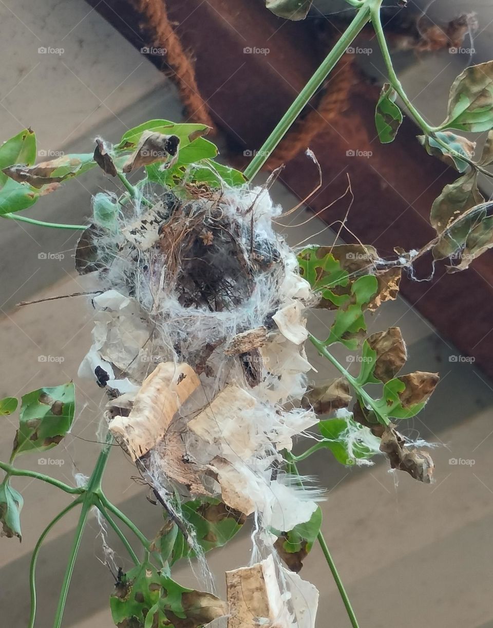 nest