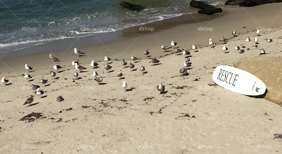 Seagulls
