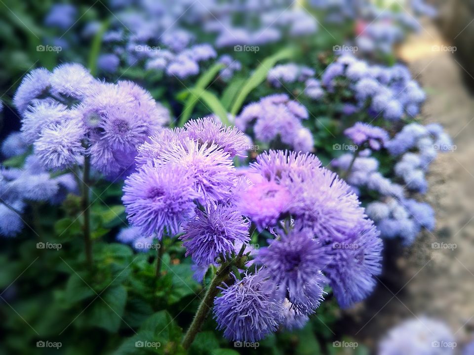 purple flowers along the road