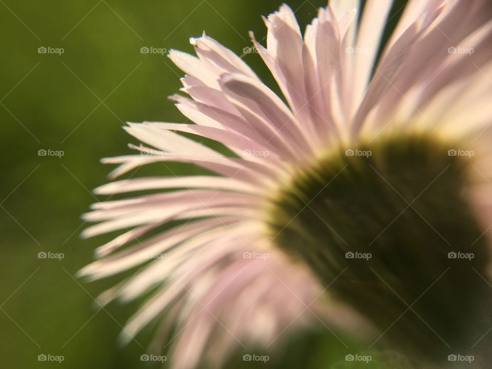 Sunlight through the petals