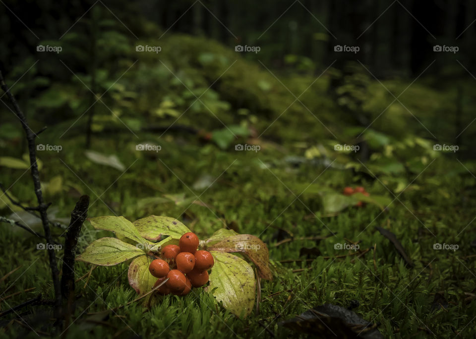 Crackerberry on green moss under the rain.