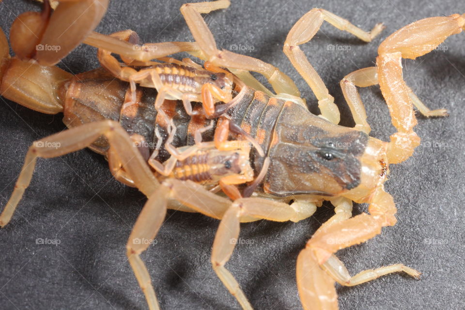 Mother scorpion with babies.. This is a macro photograph of a mother scorpion with babies.