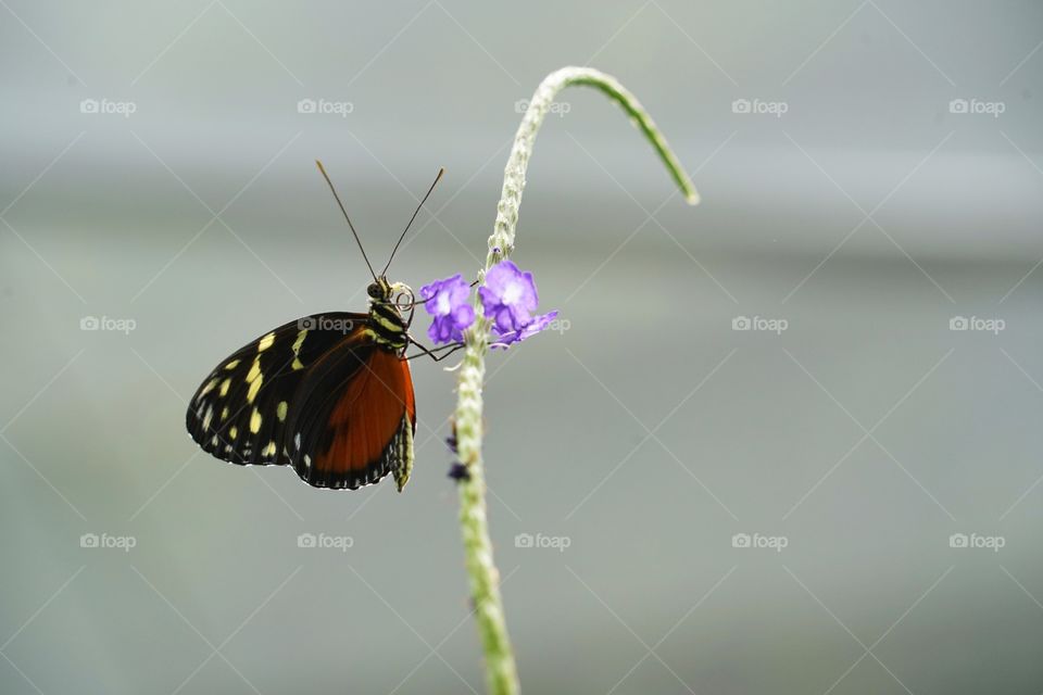 Butterfly Pollinating A Purple Flower