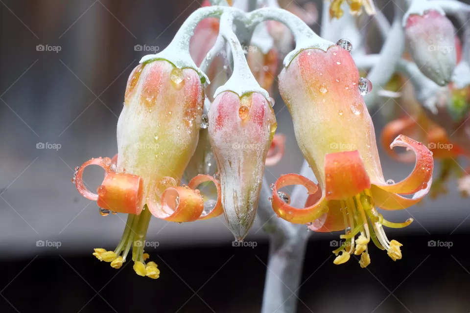 Bryophllum