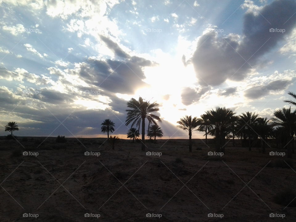 Sunset in oasis - Ouled Djellal