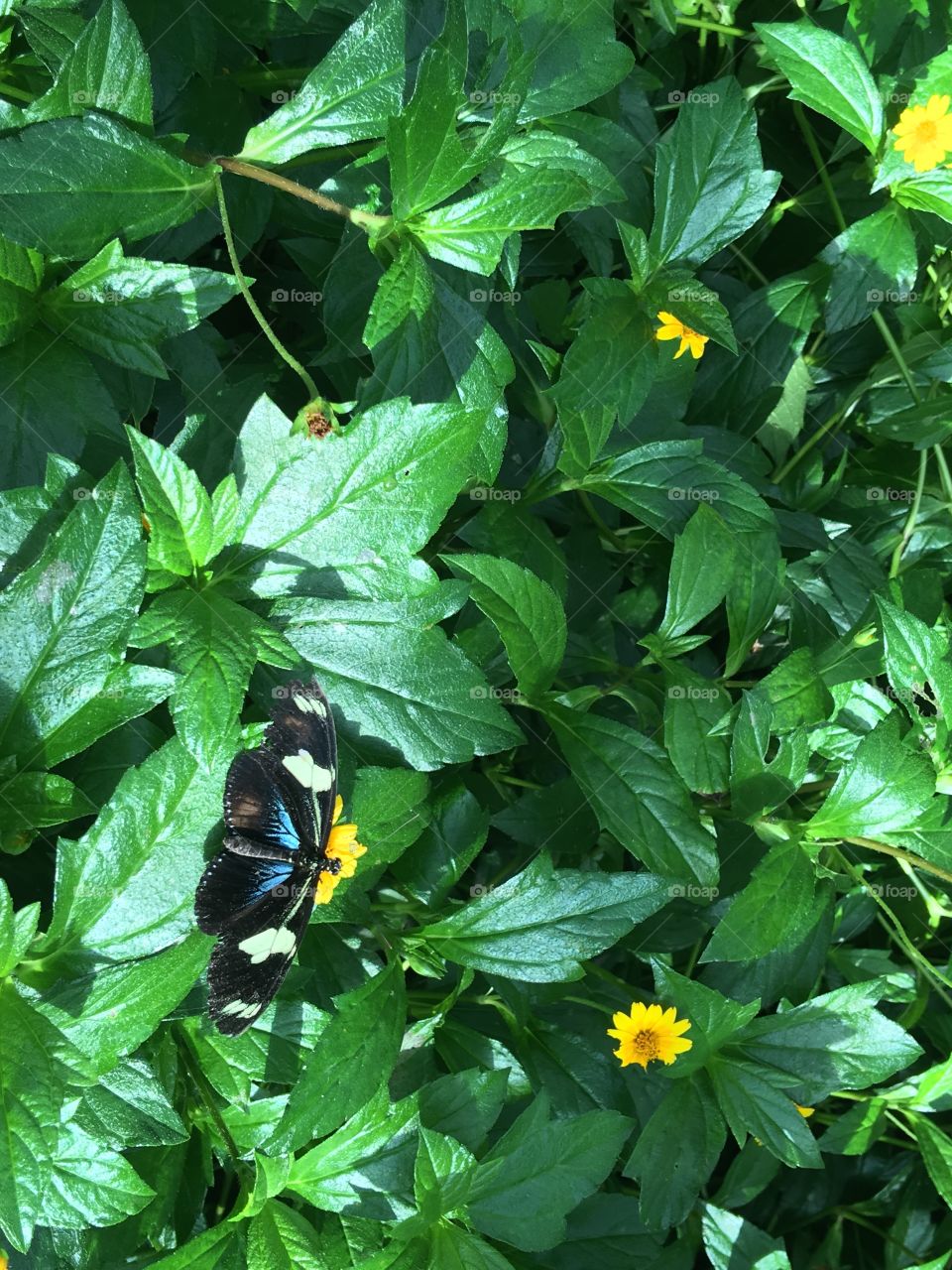 Butterfly and Foliage Background.