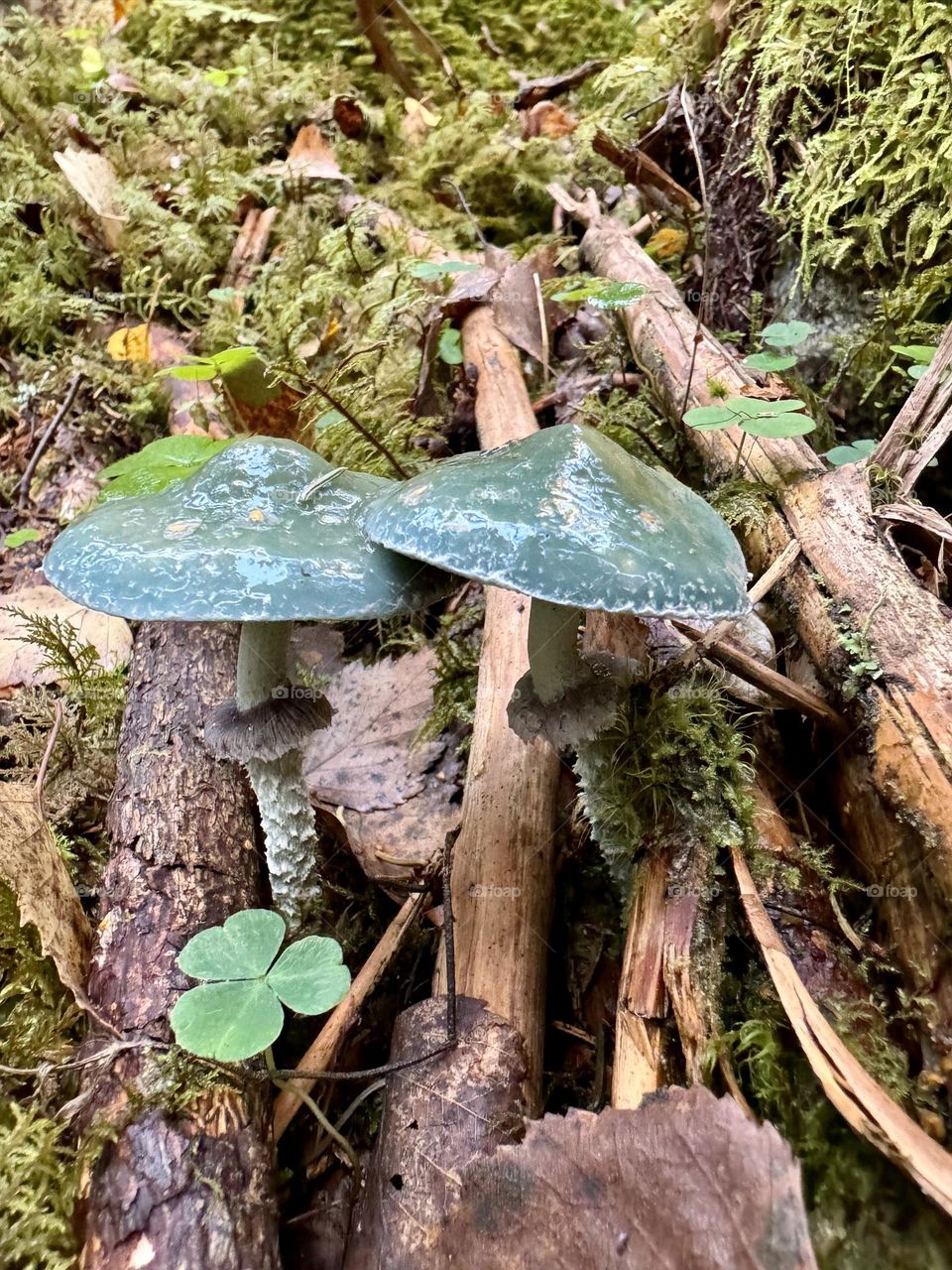 Green mushrooms in a Swedish forest 
