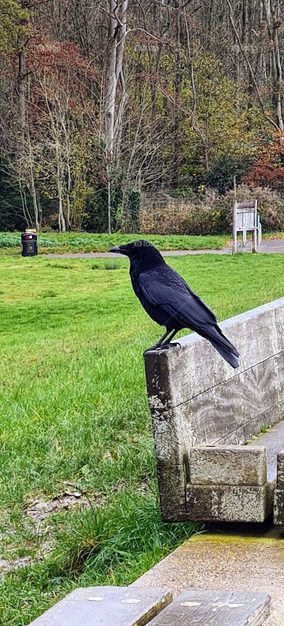 black bird crow