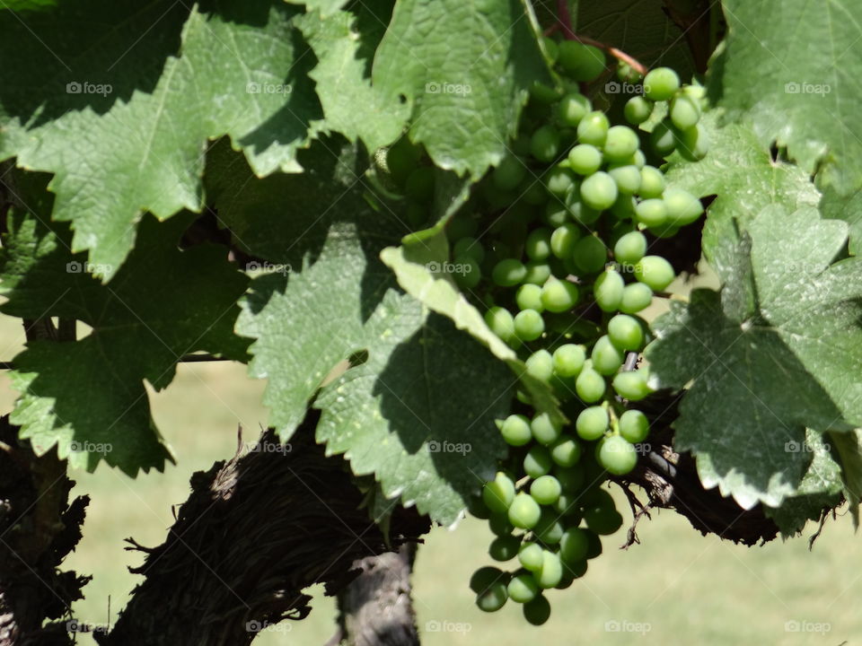 Vineyard Wine Grapes