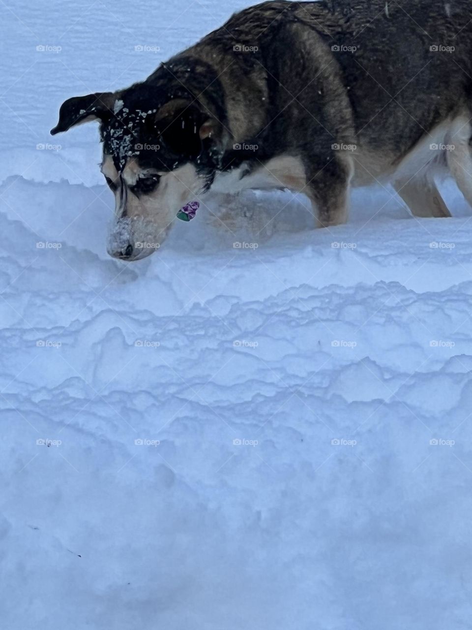 Enjoying the snow