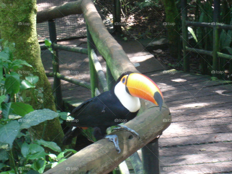 NATURE, BIRDS, ZOO, BREEDING, Poultry.