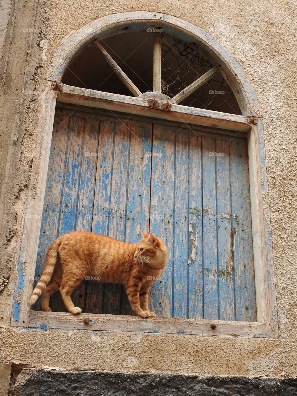 Cat standing on window frame