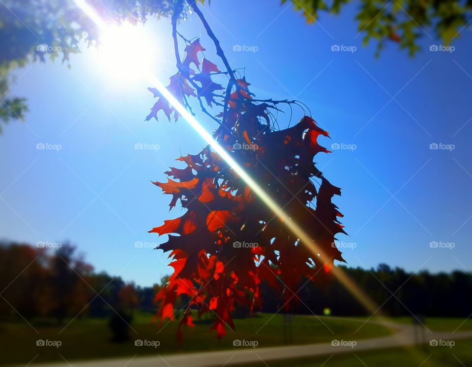 Sun shining and beaming through a bunch of bright red leaves.
