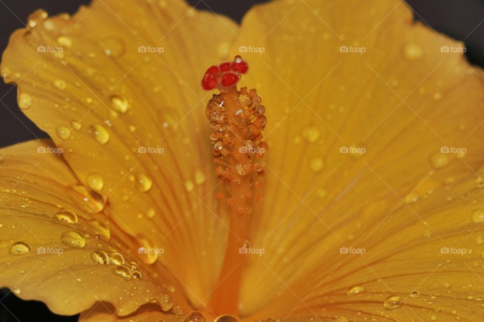 Extreme close up of water drop on yellow Flower