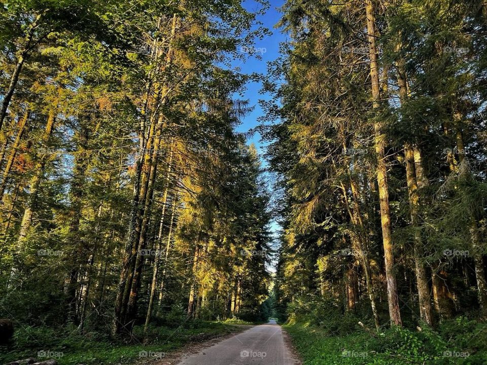 Tree hale in the woods.