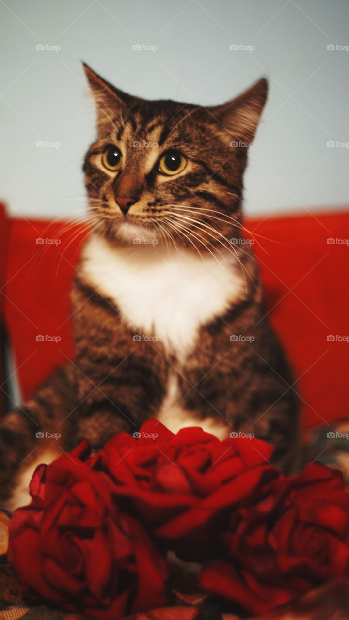 Cat in red roses on a red background
