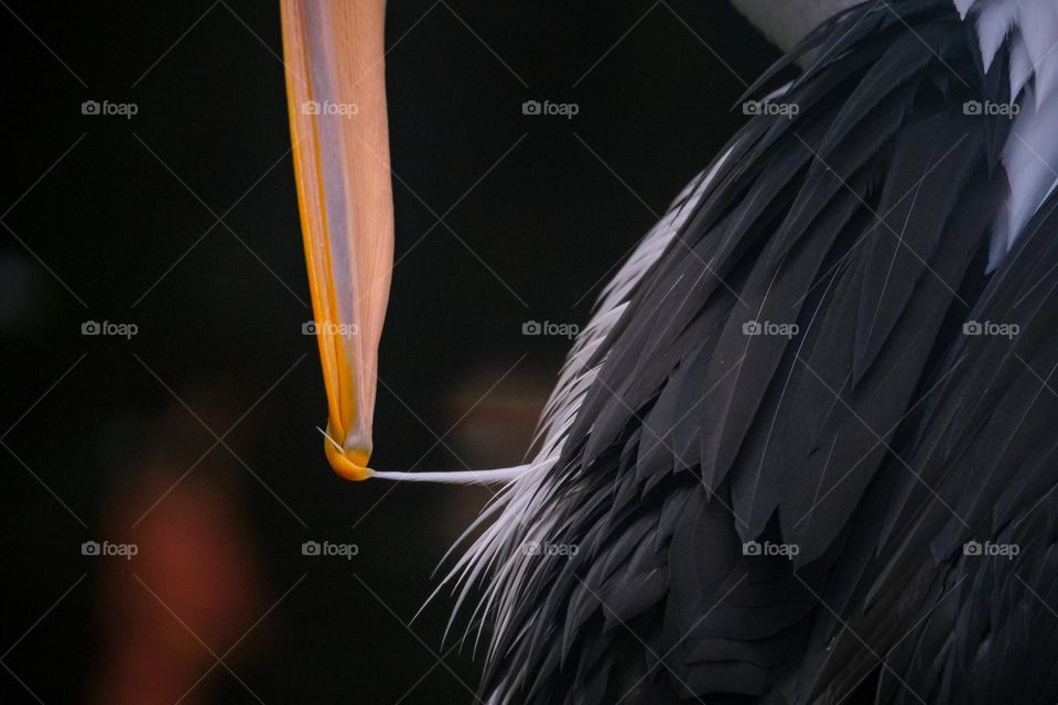 Details of the pelican's feathers and beak