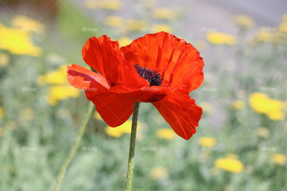 Poppy flower proudly standing out 